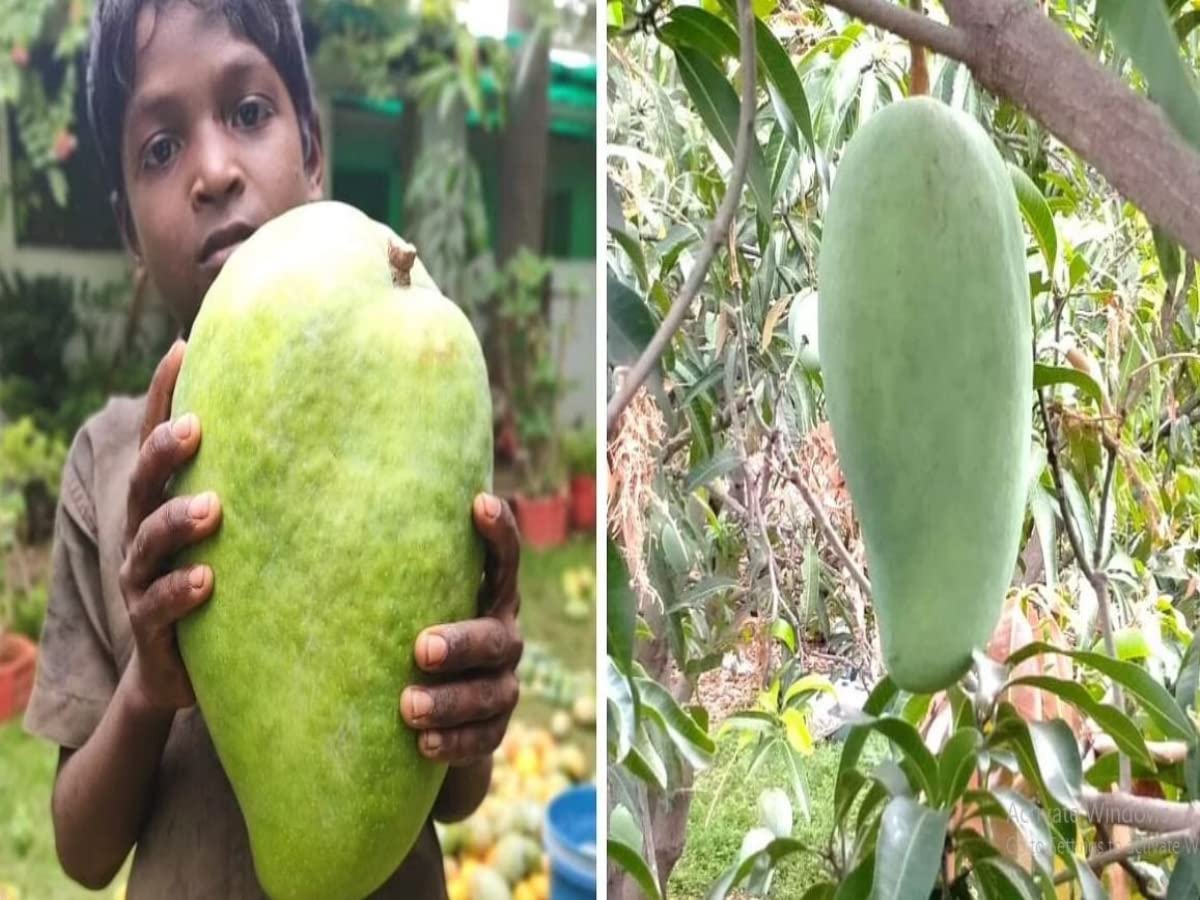 Nandini Garden Noorjahan Mango Plant Grafted Big Very Healthy Plant Very Early Fruiting Variety Fruit upto 6 Kgs 1.5-2 ft (B0C5S193RW) Amazon Price History, Amazon Price Tracker