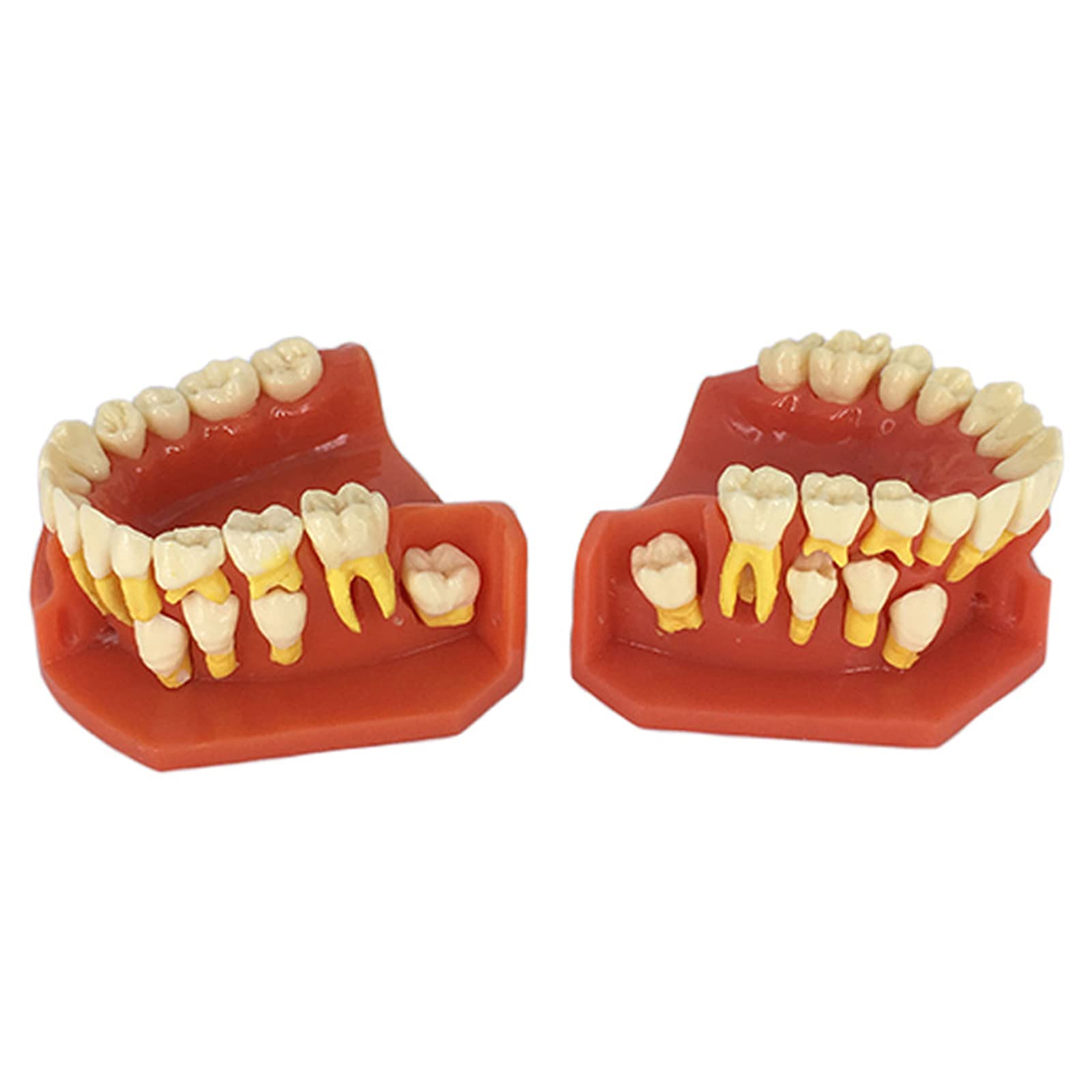 Amazon.co.jp: 口腔模型歯科模型、歯科標準指導歯モデル取り外し可能 Amazon.co.jp: 口腔模型歯科模型、歯科標準指導歯モデル取り外し可能