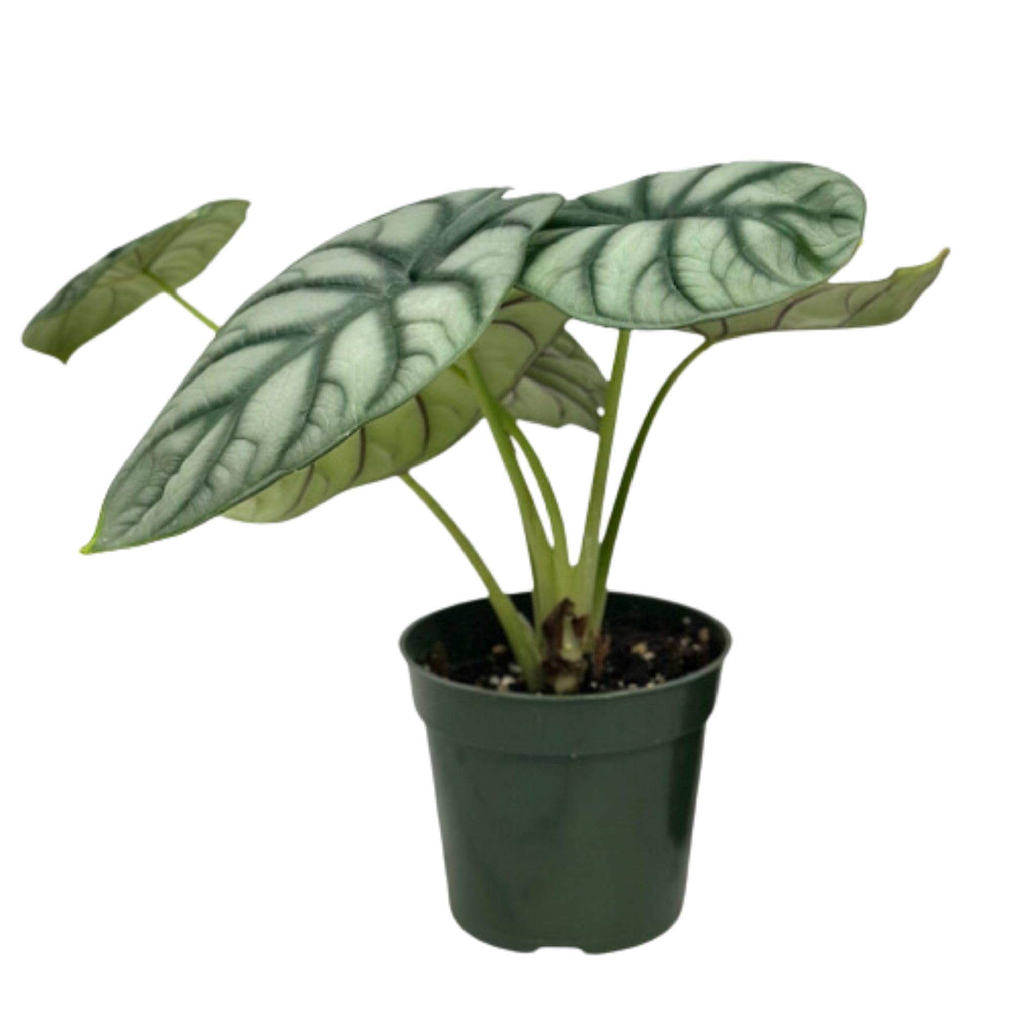 Amazon.com : Alocasia Silver Dragon Live Plant - Rare Tropical