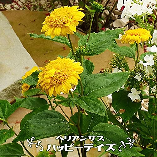 ヘリアンサス 【ハッピーデイズ】 3号ポット苗 ヘリアンサス 【ハッピーデイズ】 3号ポット苗