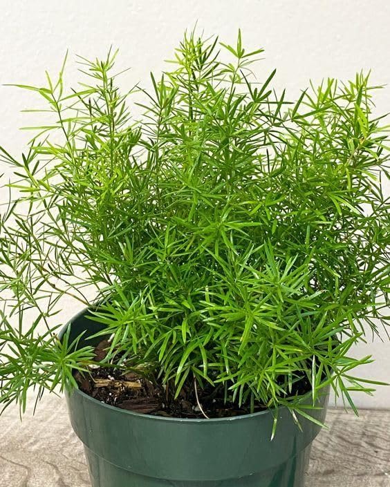 Image of Rare Shatavari Live Plant, Shatavar (Asparagus Racemosus) Herbal Medicinal Plant, Indoor, Organic, Green, Partial Sun, 1 Healthy Plant with a Black Pot Pack of 1