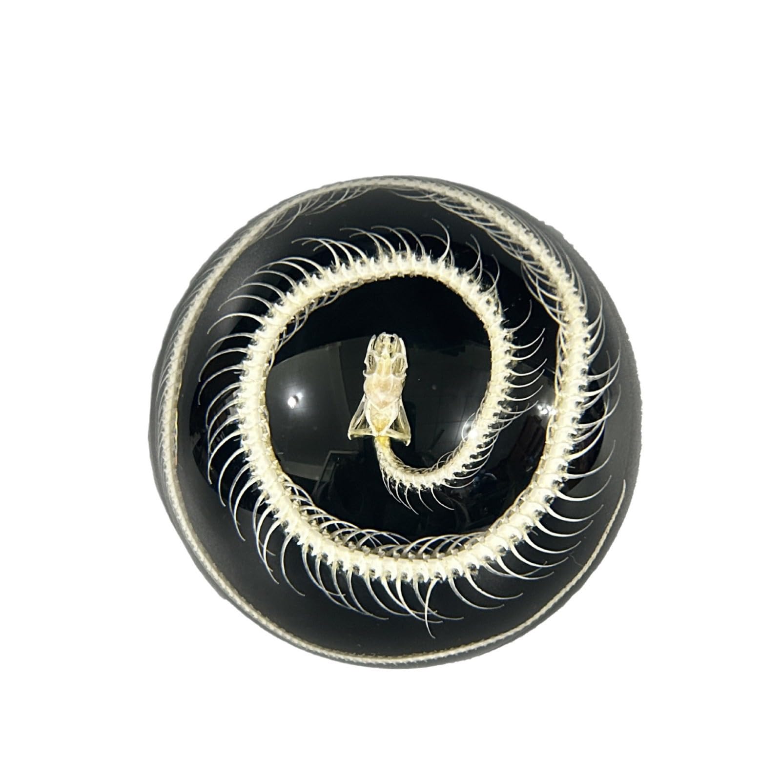 Taxidermy Insect Resin Skeleton, Real Animal Skeleton Block Embedded Specimen for Science Education(Circular Snake Skeleton)