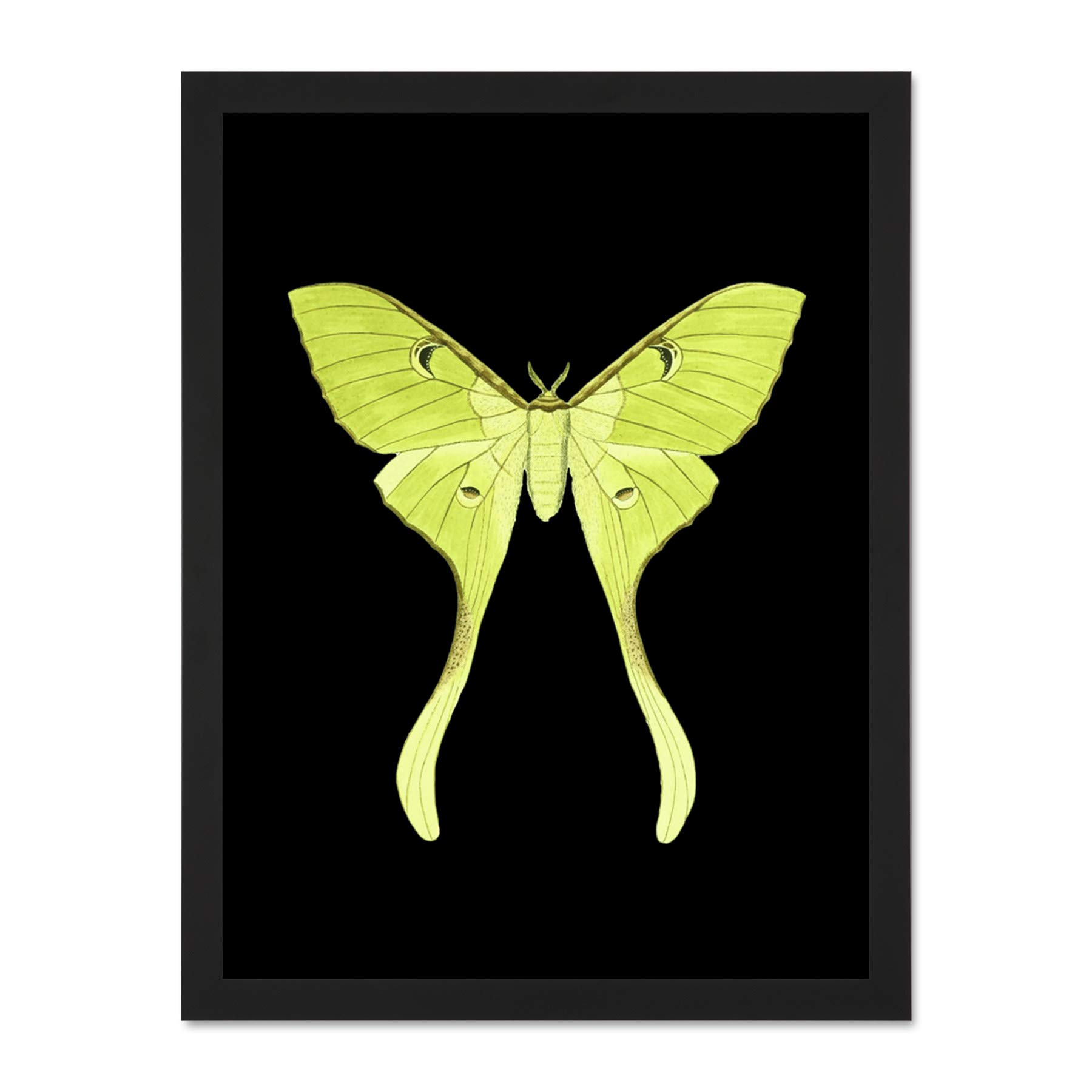 Wee Blue Coo Green Luna Moth Large Framed Art Print Wall Poster 18x24 inch