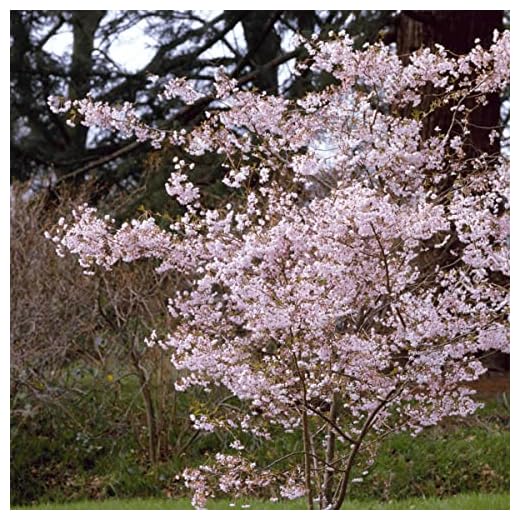 Prunus x subhirtella. Autumnalis Rosea - Winter Cherry - Plant in 2 L Pot