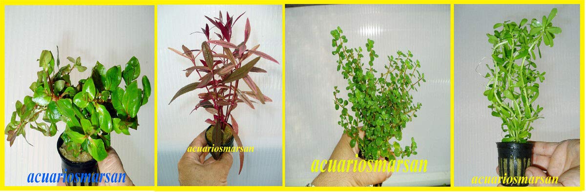 Planta DE Acuario Lote DE 4 VARIEDADES
