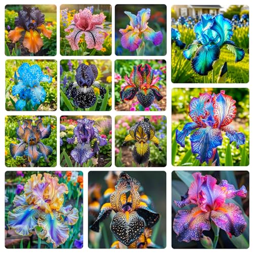 80+ Perennial Iris Seeds for Planting,Rare Variety Flower Seed-Non-GMO Heirloom Plant Seeds Garden Outdoor