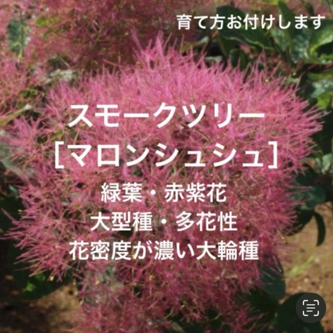 Amazon.co.jp: スモークツリー苗 苗木マロンシュシュ3号120 : DIY