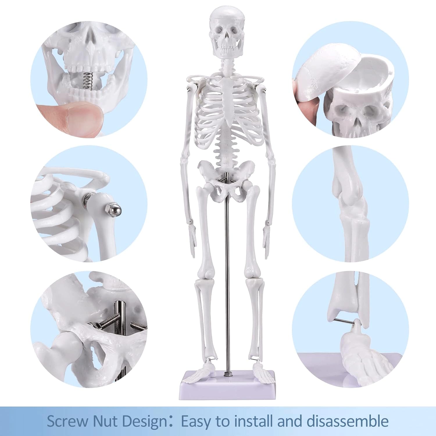 Modèle humain Modèle d'anatomie médicale modèle de squelette humain de 17,7 pouces avec bras et jambes amovibles pour cabinet dentaire, laboratoire scientifique et salle de classe Modèle d'anatomie