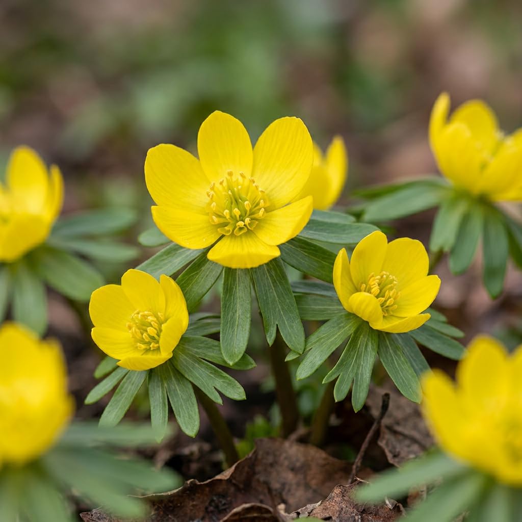 Green boutiQ - 200x Eranthis Cilicica - Éranthe de Cilicie - Jaune - Floraison printanière - Calibre 4/5