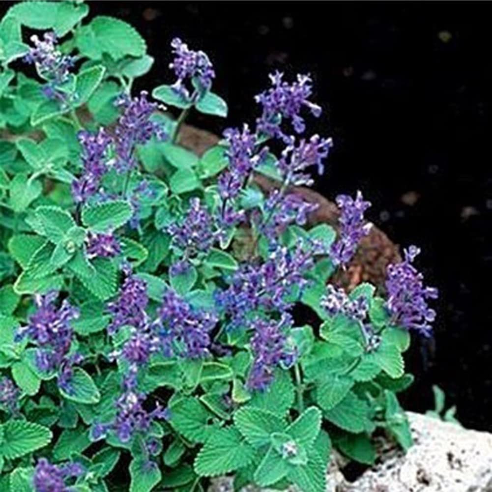 Haloppe 50 piezas de semillas de hierba gatera para plantar en el jardín del hogar, semillas de Nepeta Cataria, hierba gatera, hierba gatera, jardín, bonsái Semilla de hierba gatera