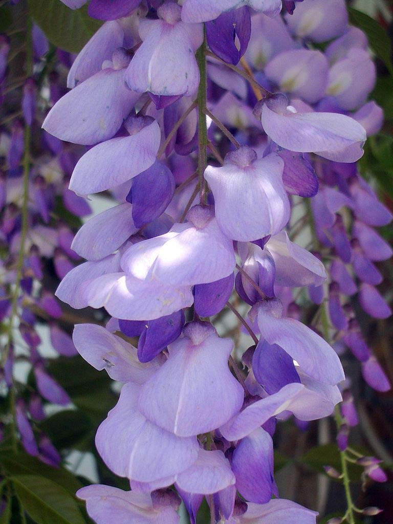 Tree Seeds Online - Wisteria Sinensis (Blue) Chinese 3 Large Seeds - 1 Packs