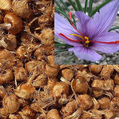 PERZOE 8 piezas de bulbos de azafrán, semillas de flores de Crocus Sativus, plantas de jardín caseras fáciles de cultivar
