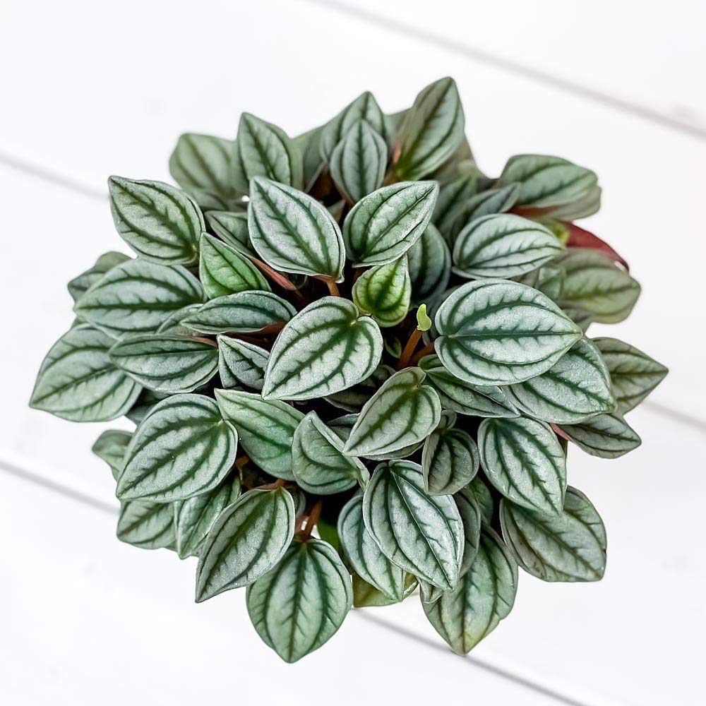 Amazon.co.jp: PLANCHU 観葉植物 ペペロミア ナポリナイツ 3.5号鉢