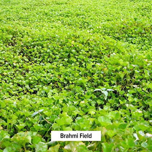 Banyan Botanicals Brahmi/Gotu Kola Powder – Organic Centella Asiatica ­­–Supports Focus, Concentration, Alertness, And A Balanced Sense Of Calm* – ½ Lb. – Non-Gmo Sustainably Sourced Vegan #TOP2