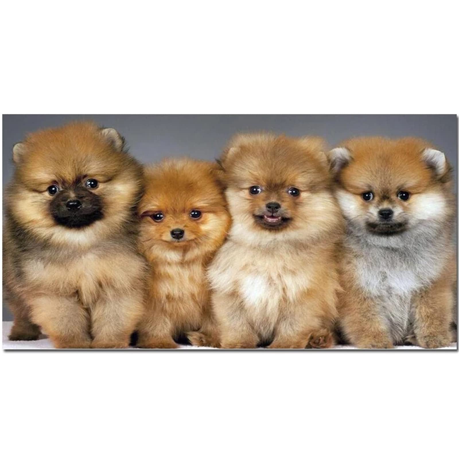 Diamond Painting Flor De Pomerania Pintura Diamante Adultos Punto De Cruz Kit Completo DIY 5D Bordado Manualidades Puzzle Cuadro Diamantes Artdot Decoración De Pared Para El Hogar 55x75cm I-10602