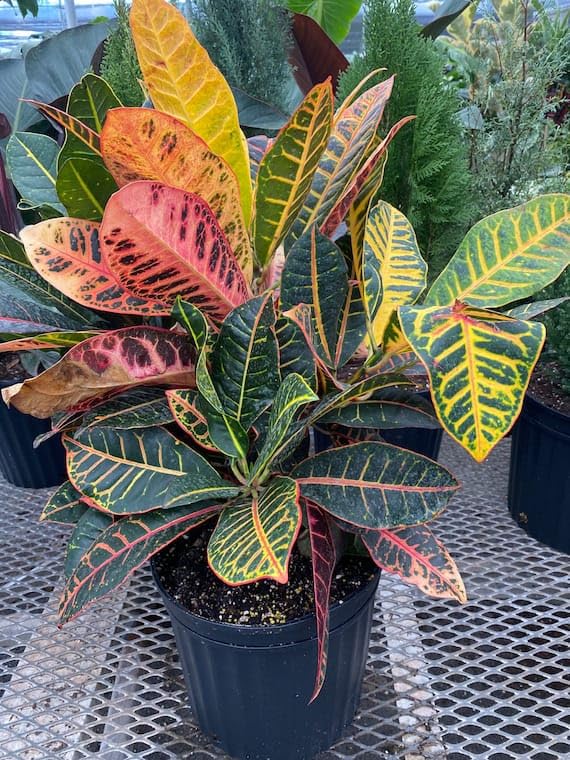 DDN Plants` Croton Petra Live Plant GH645 (B0CK85WFLW) Amazon Price History, Amazon Price Tracker