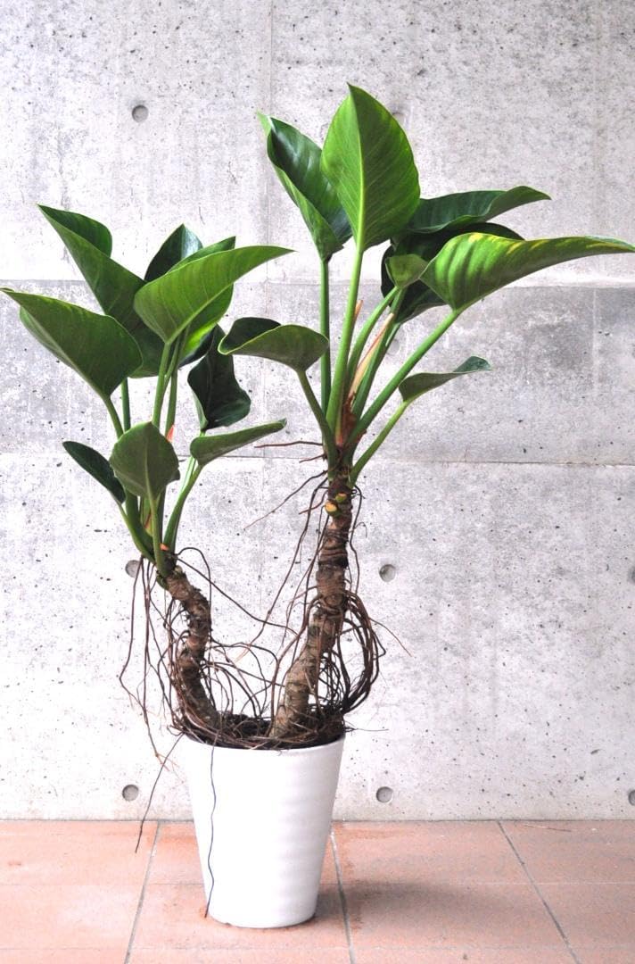 フィロデンドロン アップル 8号 幹立ち 118cm フィロデンドロン フィロデンドロン アップル 8号 幹立ち 118cm フィロデンドロン