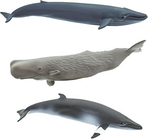 Miniatura 5 de Safari Ltd. Whale TOOB - Juego de figuras detalladas de plástico de 2.5 a 4 pulgadas, divertido juguete educativo de animales oceánicos para niños,