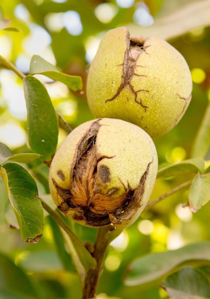 FasanGreen Fruit Walnut Plant for Indoor & Outdoor with Pot (Multicolor, 140mm) (6454) (B0CHFG2L8W) Amazon Price History, Amazon Price Tracker