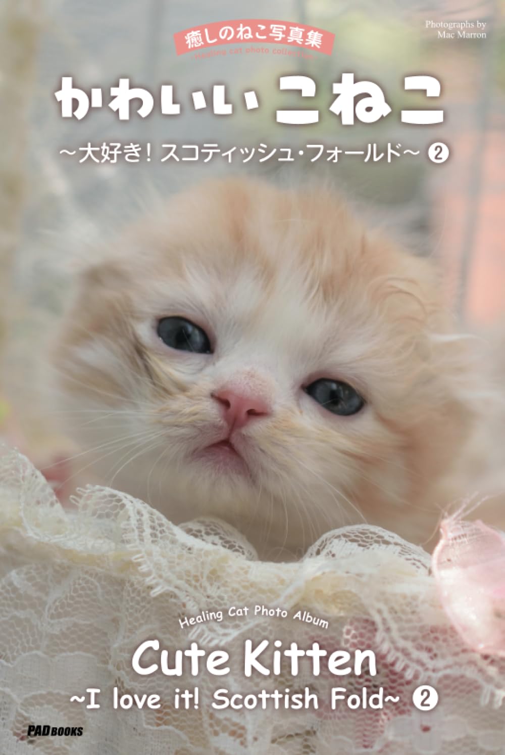 Album photo chat contre le stress : les expressions du Scottish Fold 2 pour décompresser