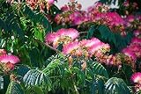 50 Samen Seidenbaum Albizia julibrissin Schlafbaum Zierbaum Pflanze Garten Baum