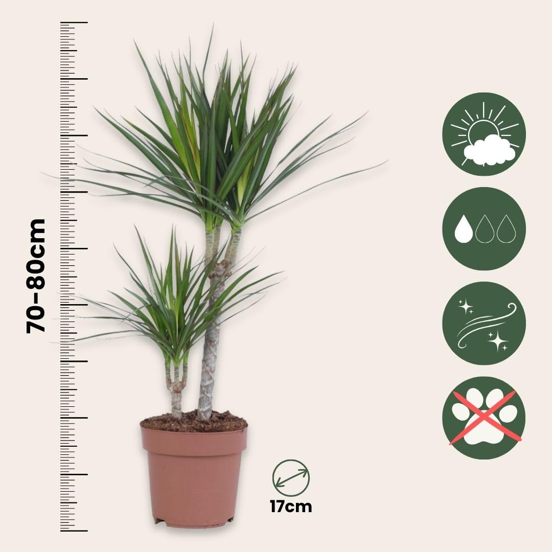 Plant in a Box - Dracaena Marginata - Dragon Tree - Indoor Plants - Pot 17  cm - Height 70-80 cm : Amazon.de: Garden