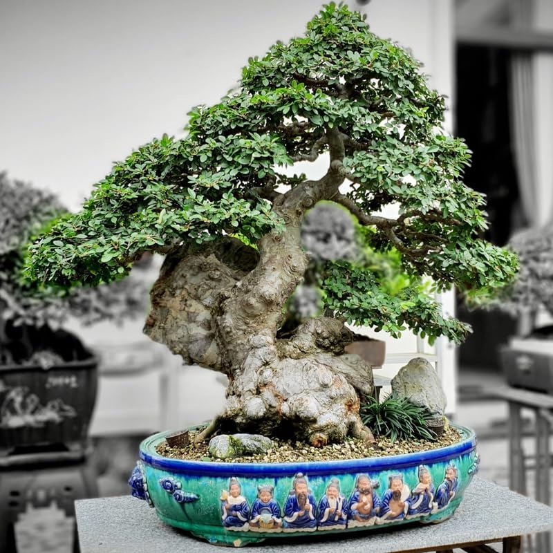 5 Chinese Elm Trees Live Plant | Fast-Growing Cold Hardy Elm Tree for Landscaping | 6–12 Inch Live Tree for Yard, Garden & Windbreaks