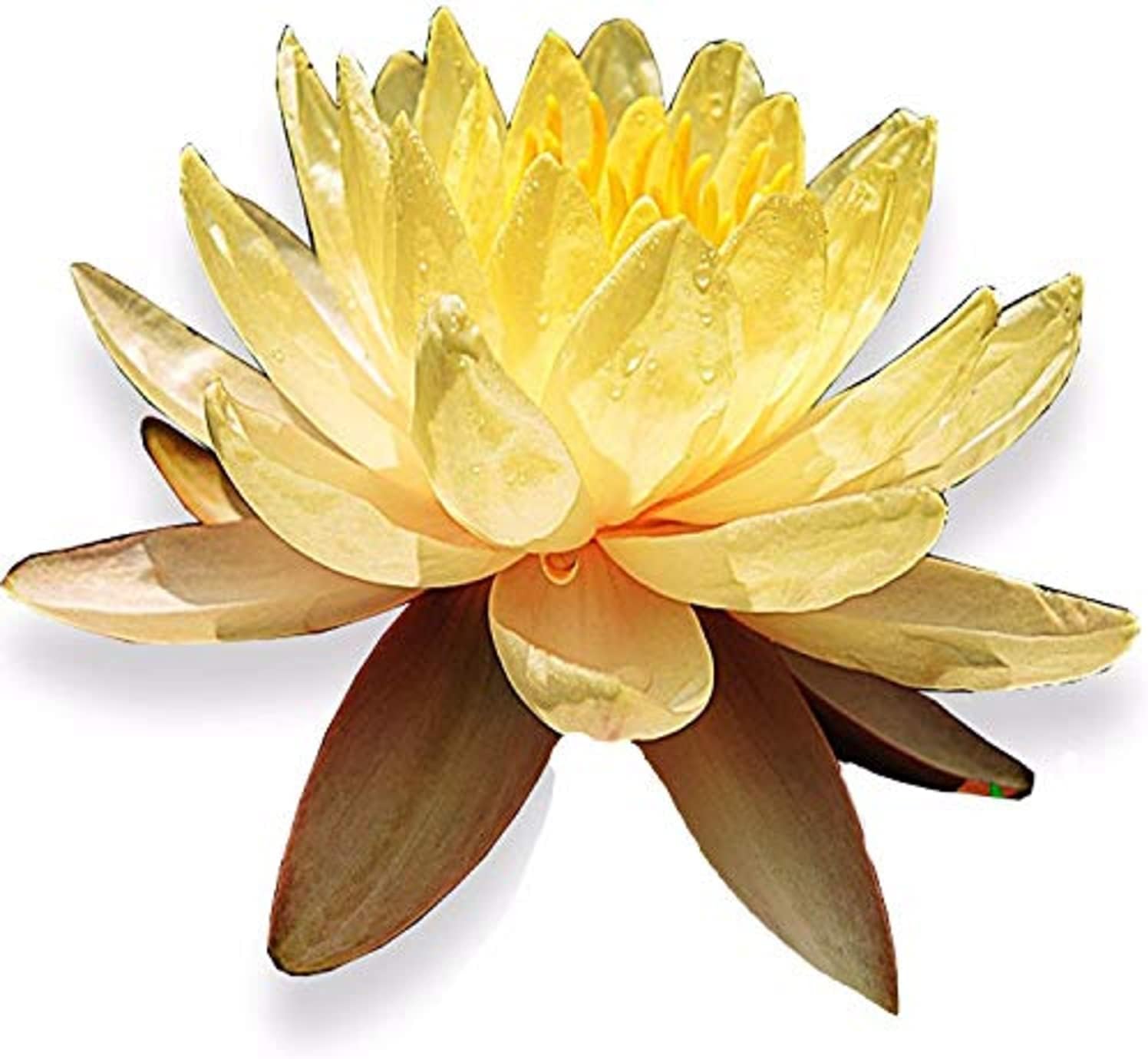 Live Aquatic Plant Yellow Nymphaea Mungkala Ubon Hardy Water Lilies Tuber for Aquarium Freshwater Fish Pond by Greenpro