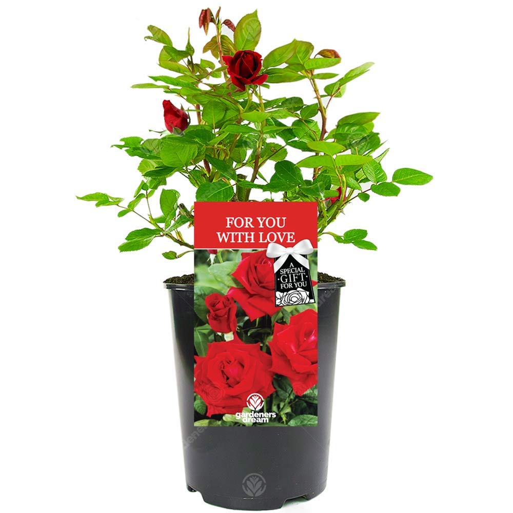 for You with Love Rose - Show Your Love on Valentine's Day with a Unique Living Plant Gift
