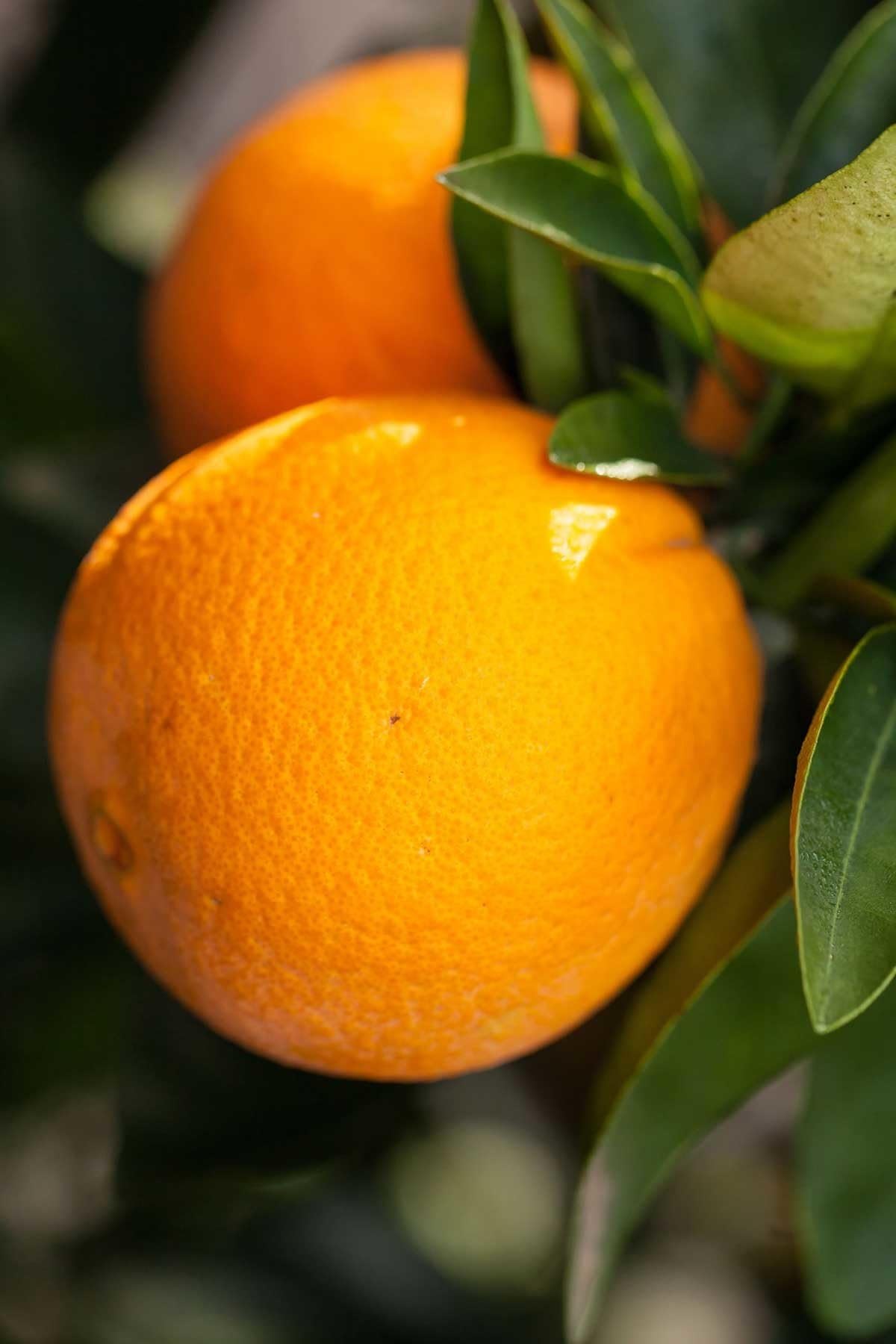Washington Navel Orange Tree, Seedless Citrus (Excludes: CA,TX,LA,AZ)