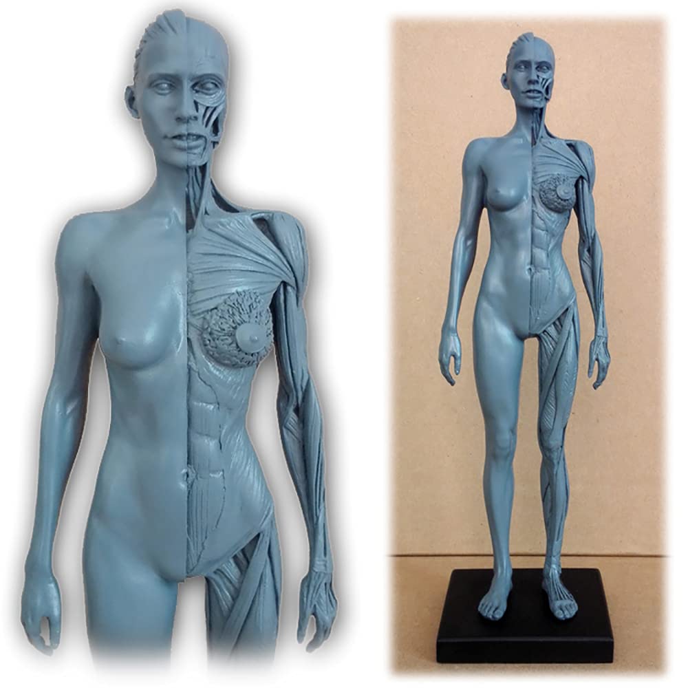 Model ludzkiej budowy, anatomia układu ruchowego, rzeźba z czaszką, model ciała głowy, model układu ruchu 1:6, odpowiedni dla malarzy, rzeźbiarzy (mężczyzn i kobiet)