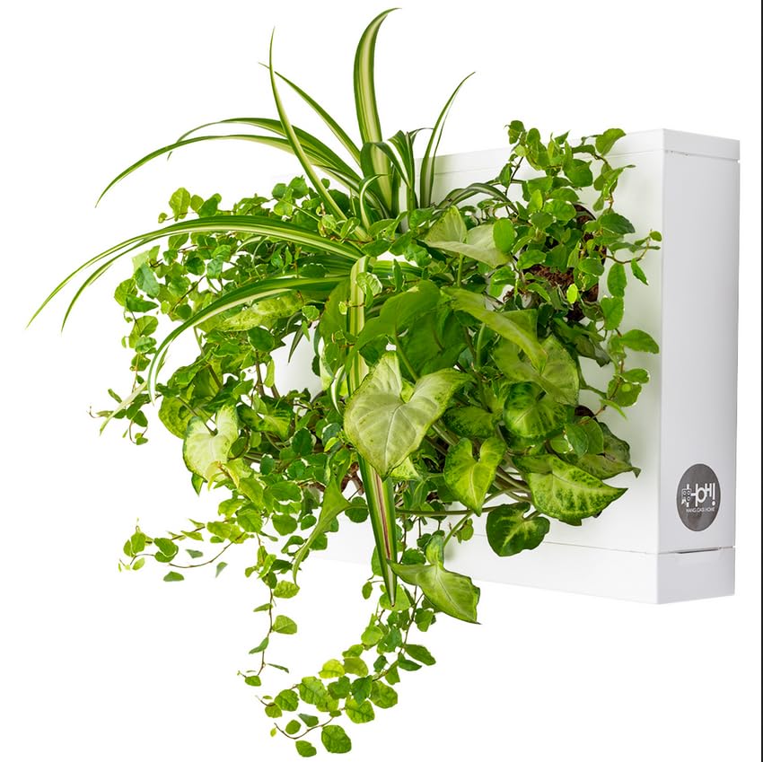Planche végétale DIY Ortisgreen HOH! en ABS blanc avec sphaigne naturelle pour 6 plantes