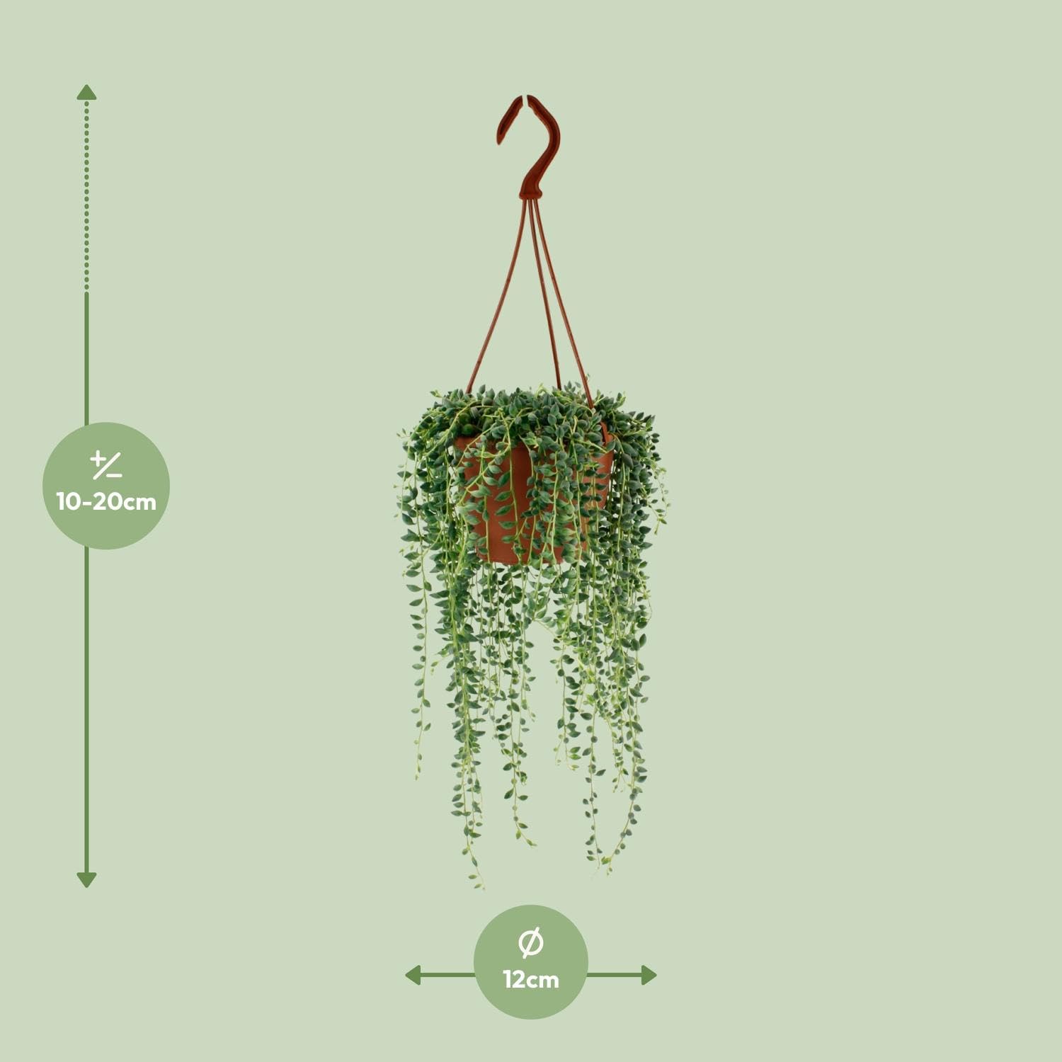 Senecio Herreianus, Pianta Grassa da Interno, Verde, Ø12cm, H20cm