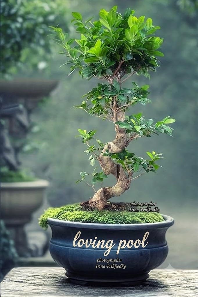 China Bot indoor -Ficus Microcarpa Live Plant Chinese Banyan tree bonsai Live Plant,Without pot/for Gifting and Home Decor/Air purifiering indoor Plant, Green Foliage,(pack of -2) With Pot 002-image-29