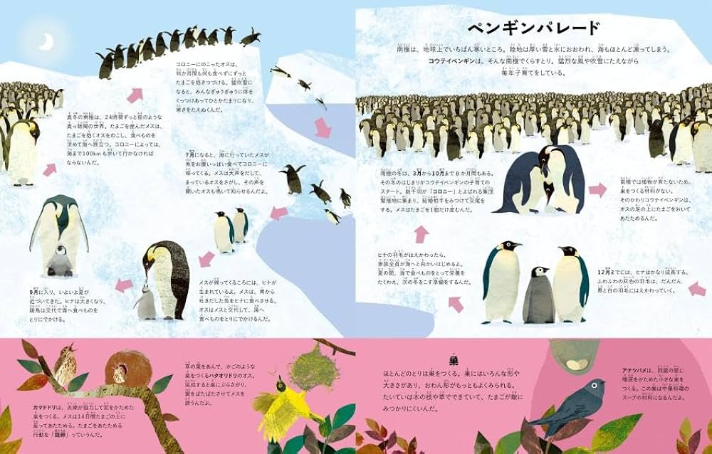 いろんなところに いろんな とり | ブリッタ・テッケントラップ