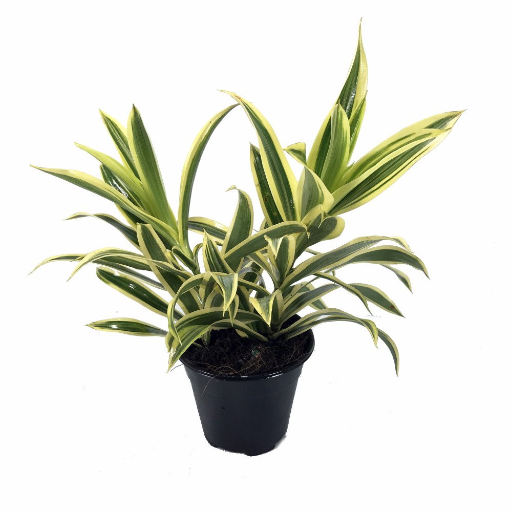 Song of India Dragon Tree - Pleomele - Dracaena -4" Pot-