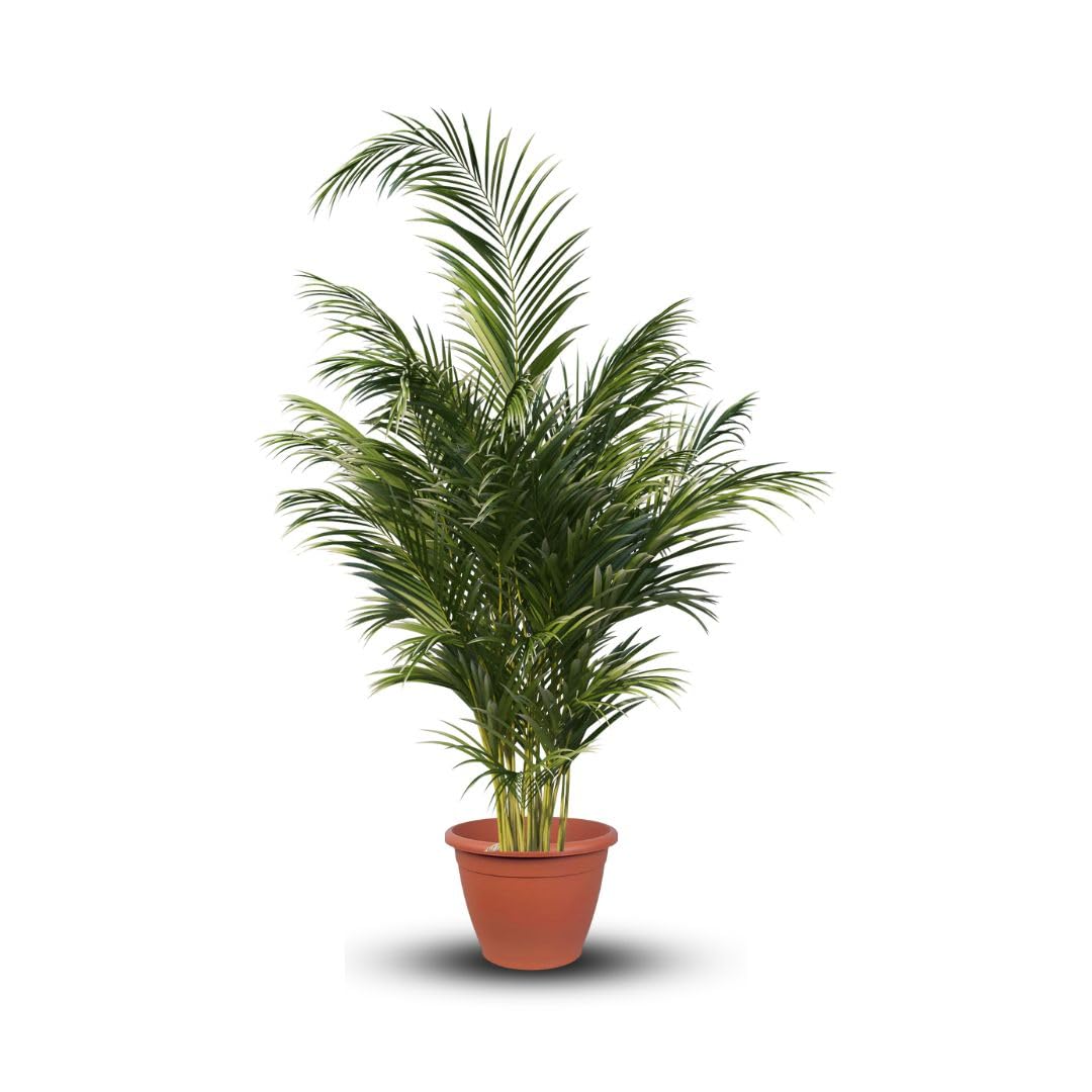 Phoenix Palmae Plante Ornementale