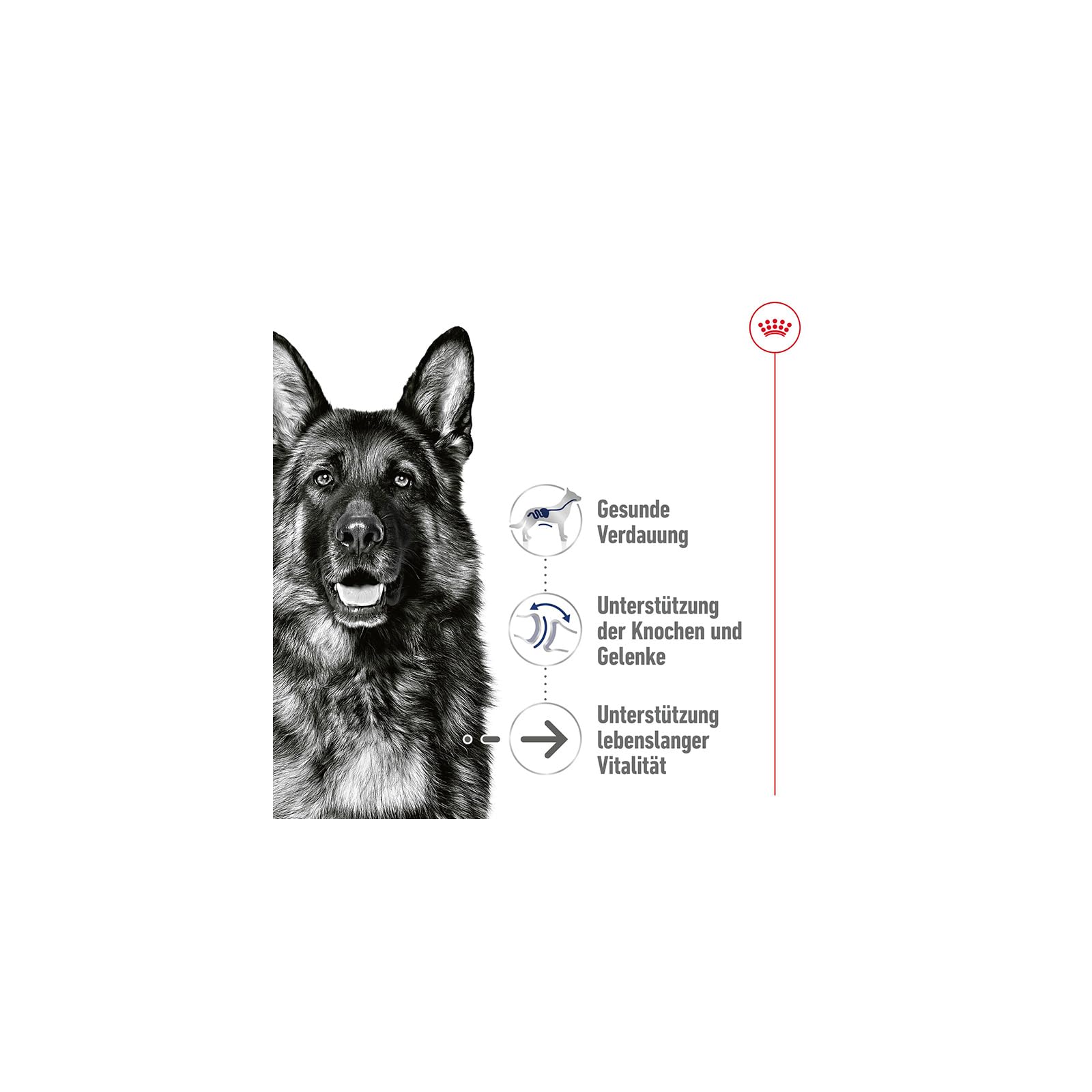 Royal Canin Maxi Ageing 8+ | Pack Double | 2 x 10 x 140 g | Aliment Complet pour Chiens | pour Grands Chiens âgés et Seniors (26 à 44 kg) | À partir de 5 Ans