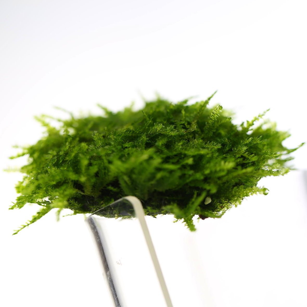 Live Aquarium Plants Freshwater Java Moss Stone Pad1 Aquascaping Moss Wall Carpet for Water