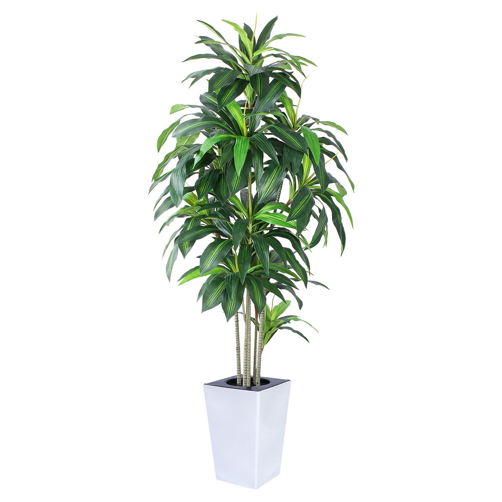 lucky bamboo plant amazon 6 Kinds Lucky Bamboo Choose Potted Bonsai  Fairy Plants