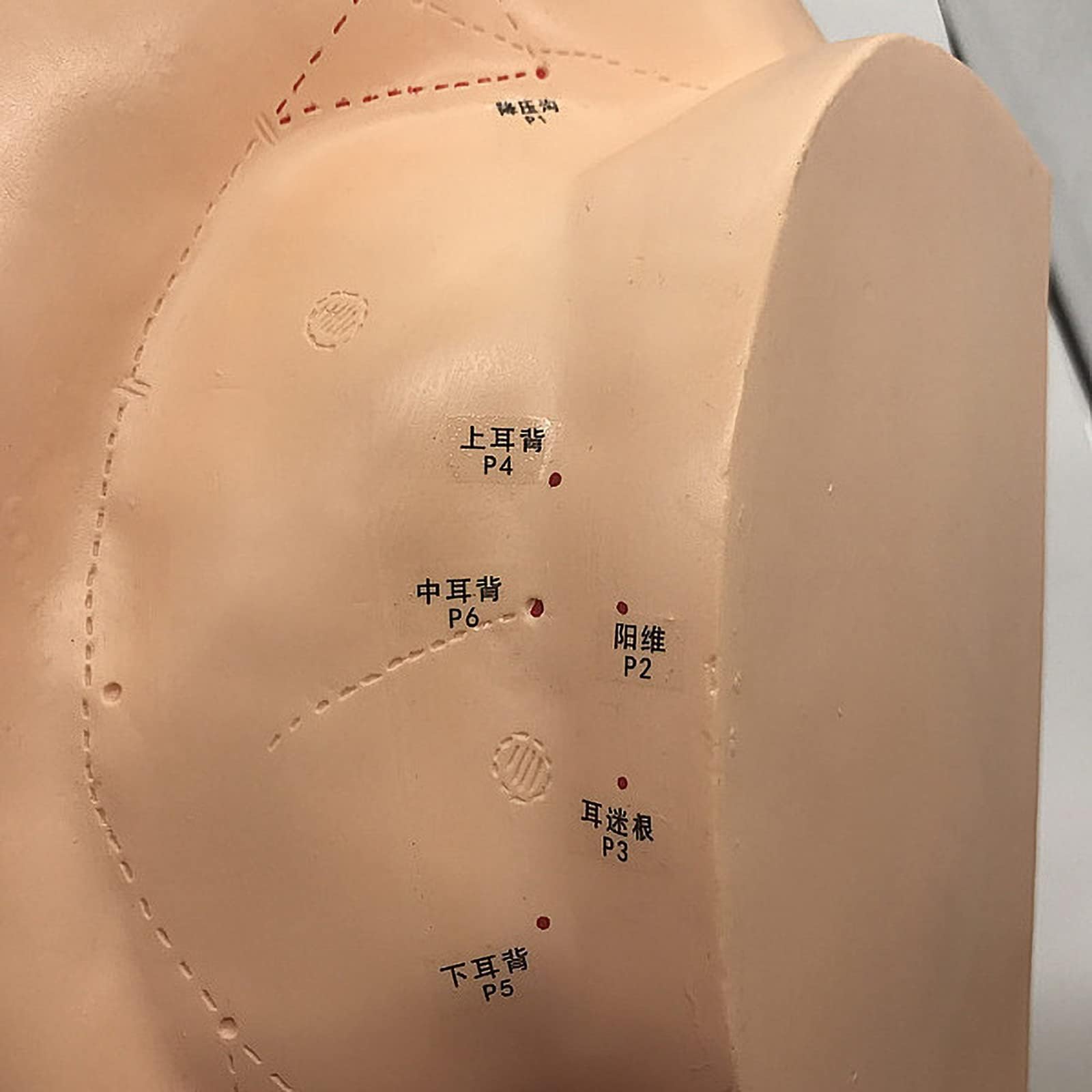 Modello di massaggio auricolare e agopuntura di grandi dimensioni da 40 cm, modello di agopuntura dell'orecchio in PVC per dimostrazione in aula medica, insegnamento della medicina tradizionale cinese
