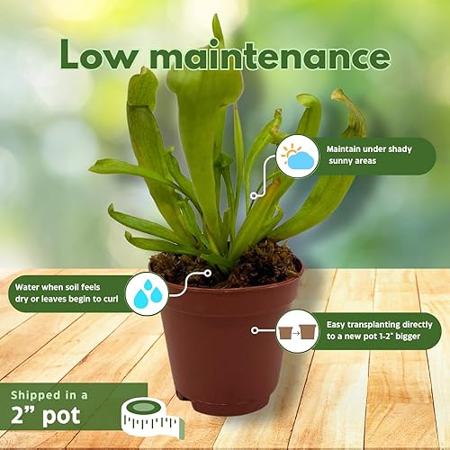 Miniatura 5 de BubbleBlooms Planta Jarra Dulce, Planta Carnívora, Sarracenia rubra Jarra Walter