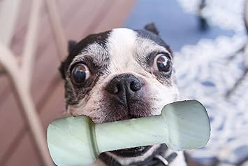 FunMart Dogs Wooden Bone 8.5 Inch Dumbbell chew Toy 100% Natural Without Any Chemical or Color for Healthy Teeth and Gums (Pack of 1)