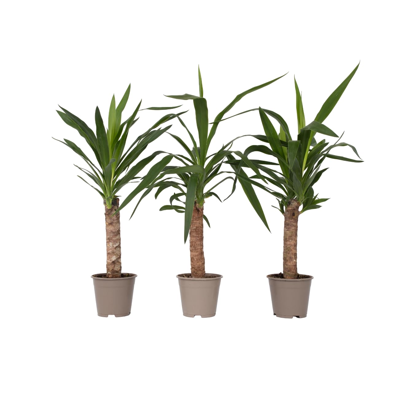 Plant in a Box - Yucca Elephantipes - Set de 3 - Planta de interior - Maceta 21cm - Altura 80-100cm
