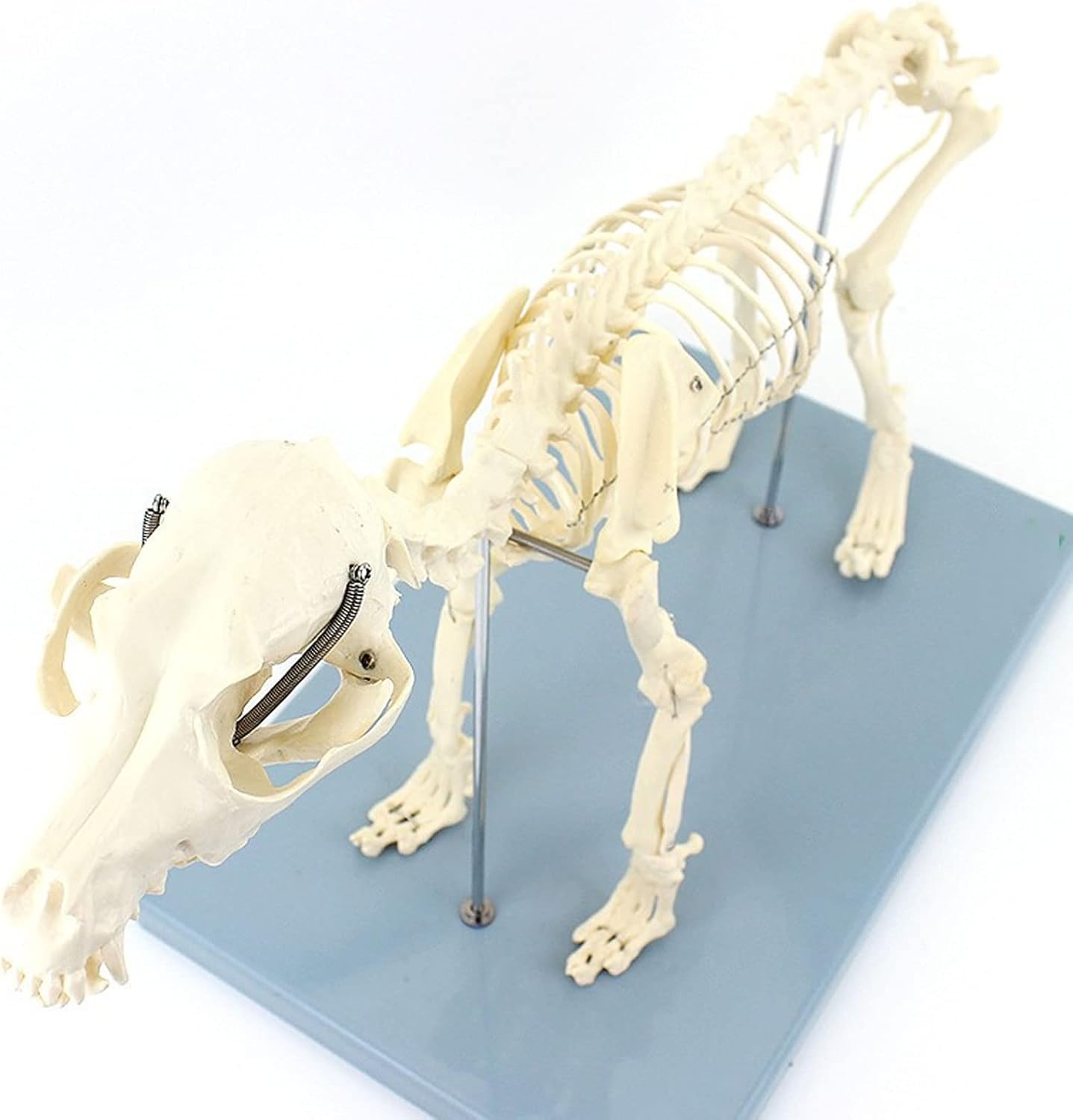 未使用品 犬の骨格標本モデル動物解剖学教育モデル犬の解剖学的モデル動物解剖学と人間生物学教育獣医教育デモンストレーション ツール Www Arrisalah Net