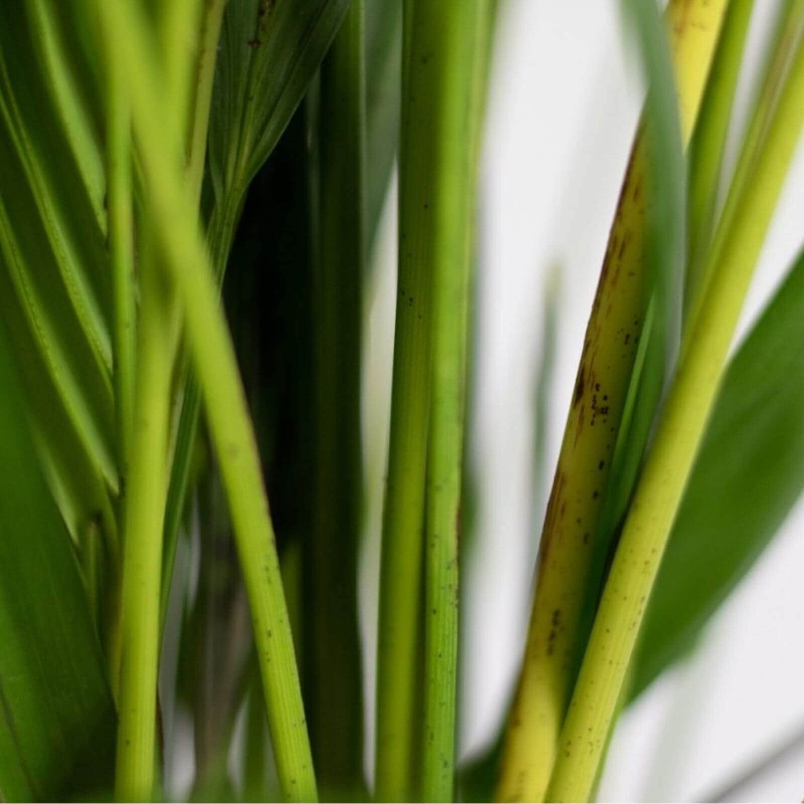 Verdecora Dypsis Areca Lutescens | Palmera Tropical | Palmera Amarilla | Palma de Frutos de Oro | Palmera bambú | Reina de Las Palmas | Planta Natural de Interior o Exterior en Maceta de Ø20cm