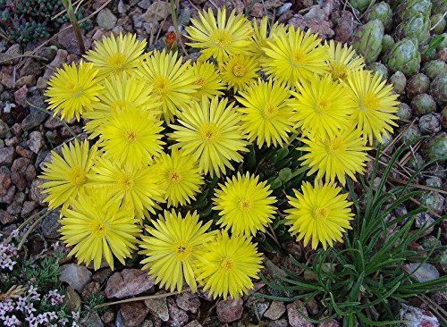 Bergeranthus JamesII RARA mesemb esotiche piante di Ghiaccio semi succulente Cactus 50 SEMI