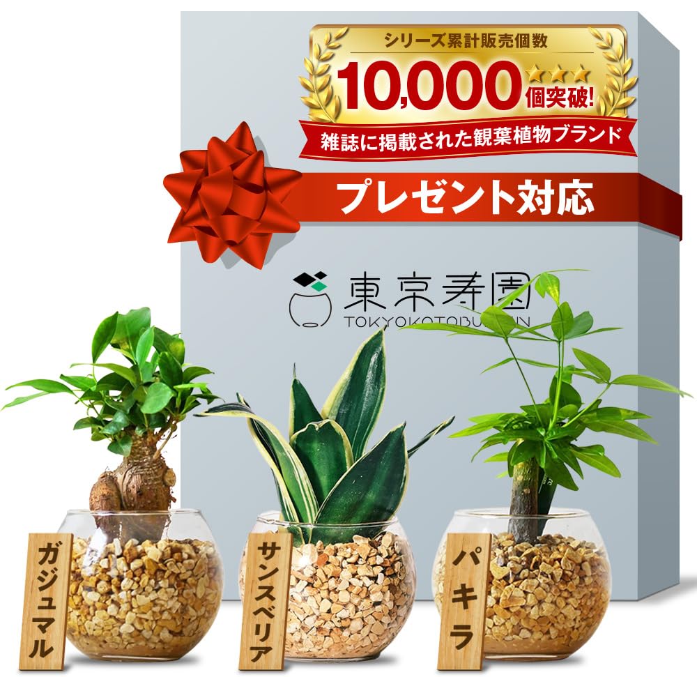 東京寿園 観葉植物 3点セット