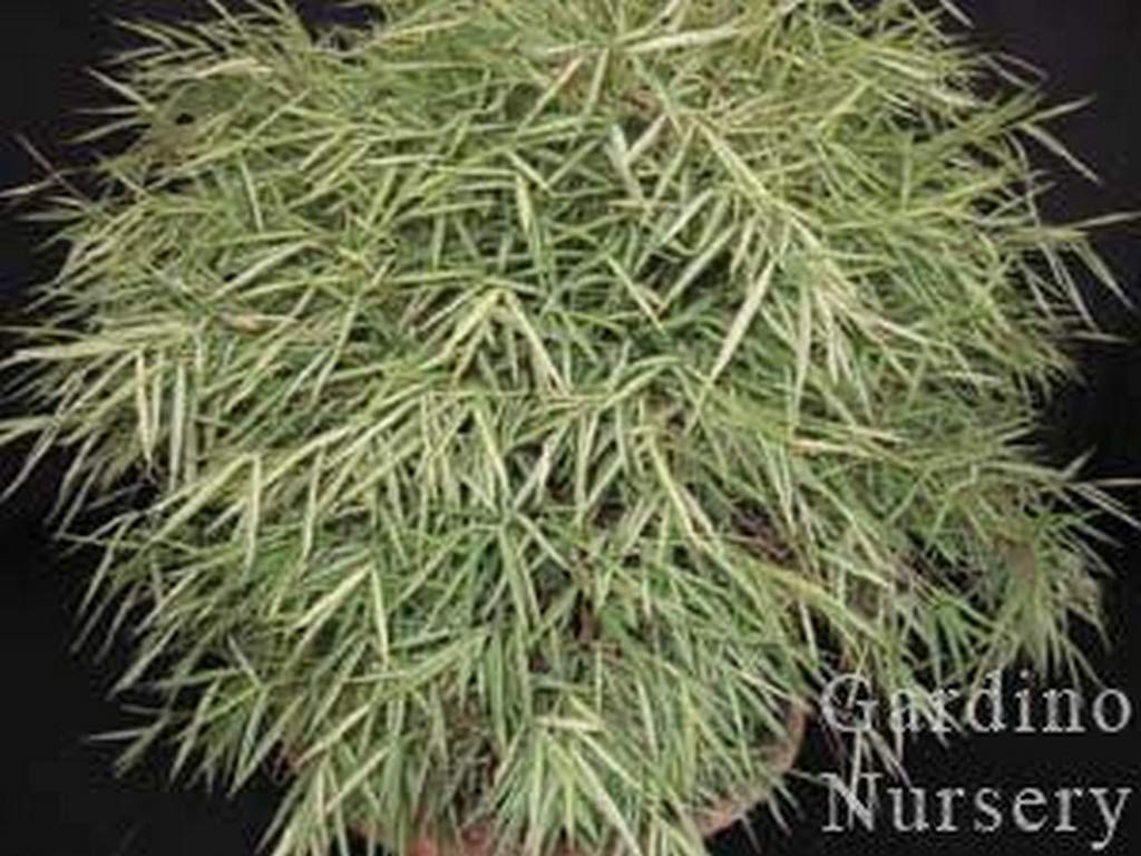 See full amazon price history chart for OhhSome Live Plant Dwarf Variegated Bamboo (Bambusa Glaucophylla) Shade (1 Healthy Live Plant) OhhSome Live Plant Dwarf Variegated Bamboo (Bambusa Glaucophylla) Shade (1 Healthy Live Plant) (B09N8XRBQB) Amazon Price History, Amazon Price Tracker