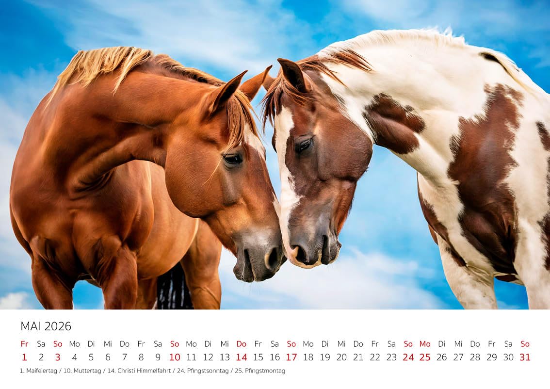 Edition Seidel Premium Kalender Pferde in der Natur 2026 Format DIN A4 Wandkalender Pferdekalender Tiere Fohlen Stute Hengst